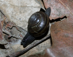 Helminthoglypta tudiculata