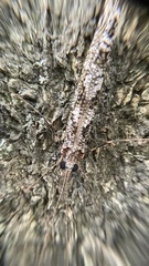 Stenopsyche marmorata