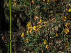 Pultenaea reflexifolia