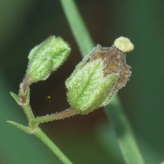 Mirabilis linearis linearis