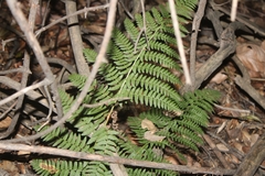 Dryopteris arguta