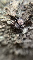 Bassaniana decorata