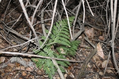 Dryopteris arguta