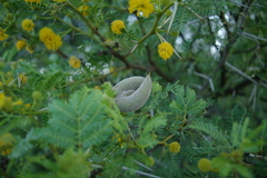 Cephalotelium macowanianum