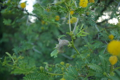 Cephalotelium macowanianum