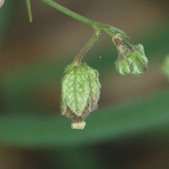 Mirabilis linearis linearis