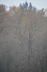 Haliaeetus leucocephalus washingtoniensis