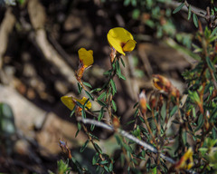 Pultenaea reflexifolia