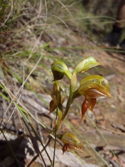 Pterostylis squamata