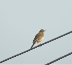 Anthus godlewskii