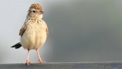 Mirafra erythroptera