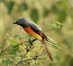 Pericrocotus cinnamomeus