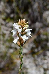Epacris lanuginosa