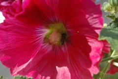 Apis mellifera scutellata