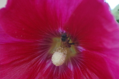 Apis mellifera scutellata