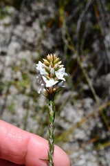 Epacris lanuginosa