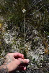 Epacris lanuginosa