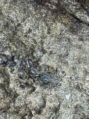 Grapsus