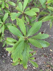 Nothaphoebe konishii