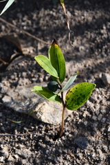 Polygonatum humile