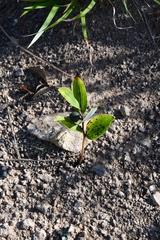 Polygonatum humile