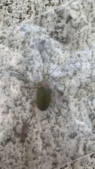 Chlaenius pallipes