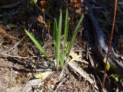 Plantago gaudichaudii