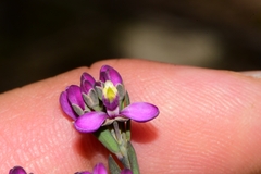 Comesperma retusum