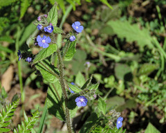 Pentaglottis sempervirens
