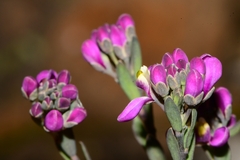 Comesperma retusum
