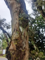 Praecoxanthus aphyllus