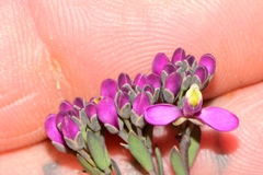 Comesperma retusum