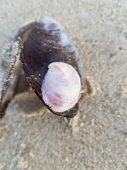 Crepipatella dilatata