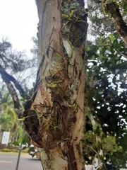 Praecoxanthus aphyllus