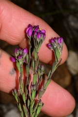 Comesperma retusum