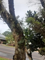 Praecoxanthus aphyllus