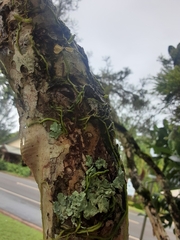 Praecoxanthus aphyllus