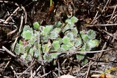 Actinotus bellidioides