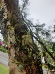 Praecoxanthus aphyllus