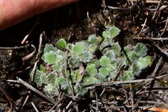 Actinotus bellidioides
