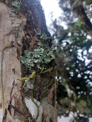 Praecoxanthus aphyllus