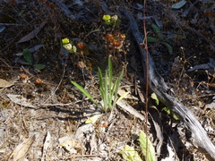 Plantago gaudichaudii