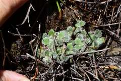 Actinotus bellidioides