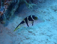 Canthigaster valentini