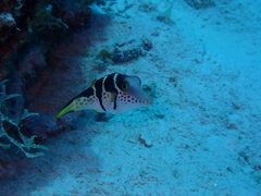 Canthigaster valentini
