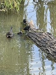 Gallinula tenebrosa