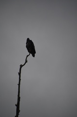 Haliaeetus leucocephalus washingtoniensis