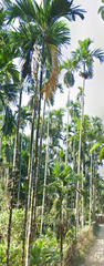 Areca catechu