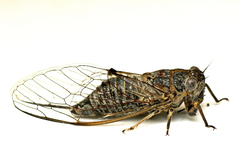 Atrapsalta corticina