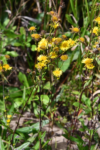 Inula linariifolia iNat (1)